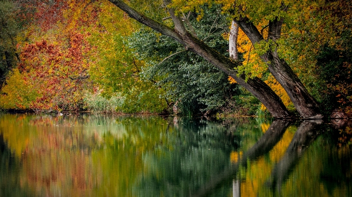 Baum natur wald zweig Foto