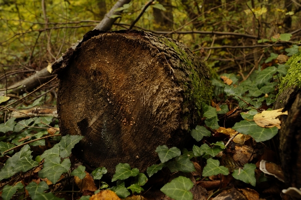 Tree nature forest wood Photo