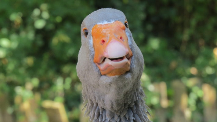 自然 草 鳥 野生動物 写真