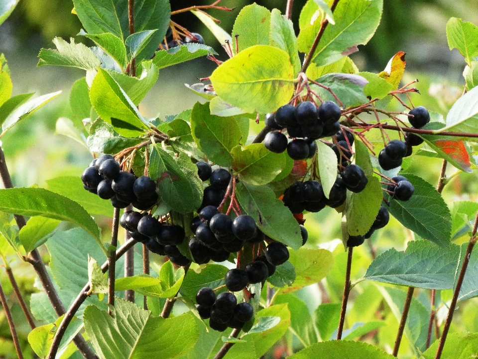 Tree branch plant fruit