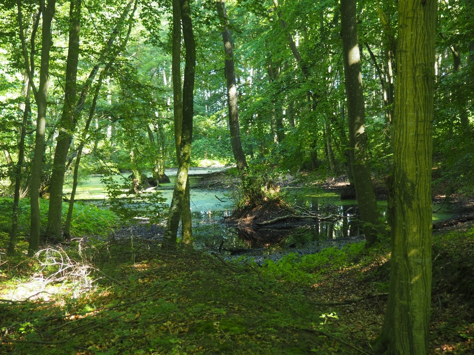 Drzewo natura las bagno