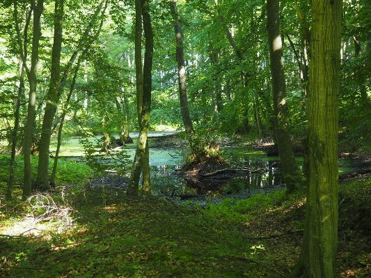 Foto Albero natura foresta pantano