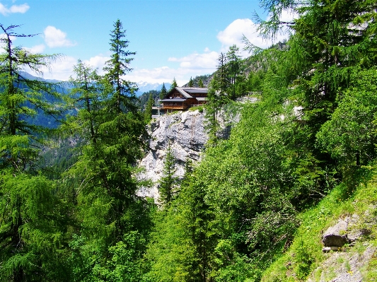 Tree forest wilderness walking Photo