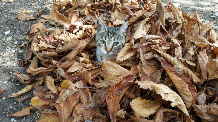 Foto Freddo foglia autunno fiore