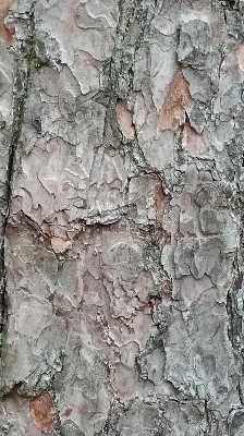 Tree nature rock branch Photo