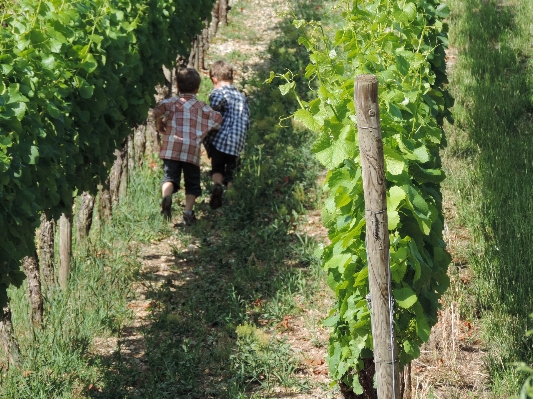 Tree vineyard trail field Photo