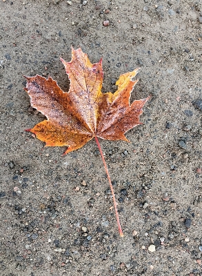 Tree branch plant leaf Photo