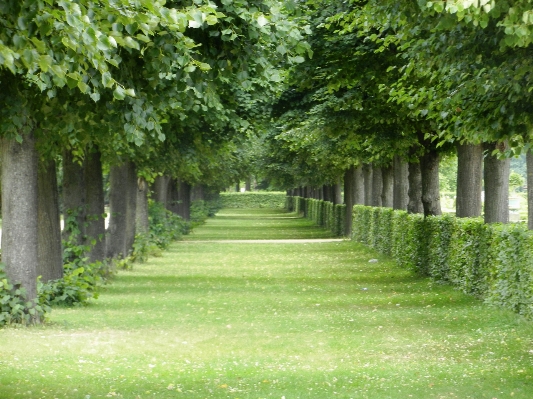 Landscape tree nature forest Photo