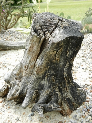 Driftwood tree nature rock Photo