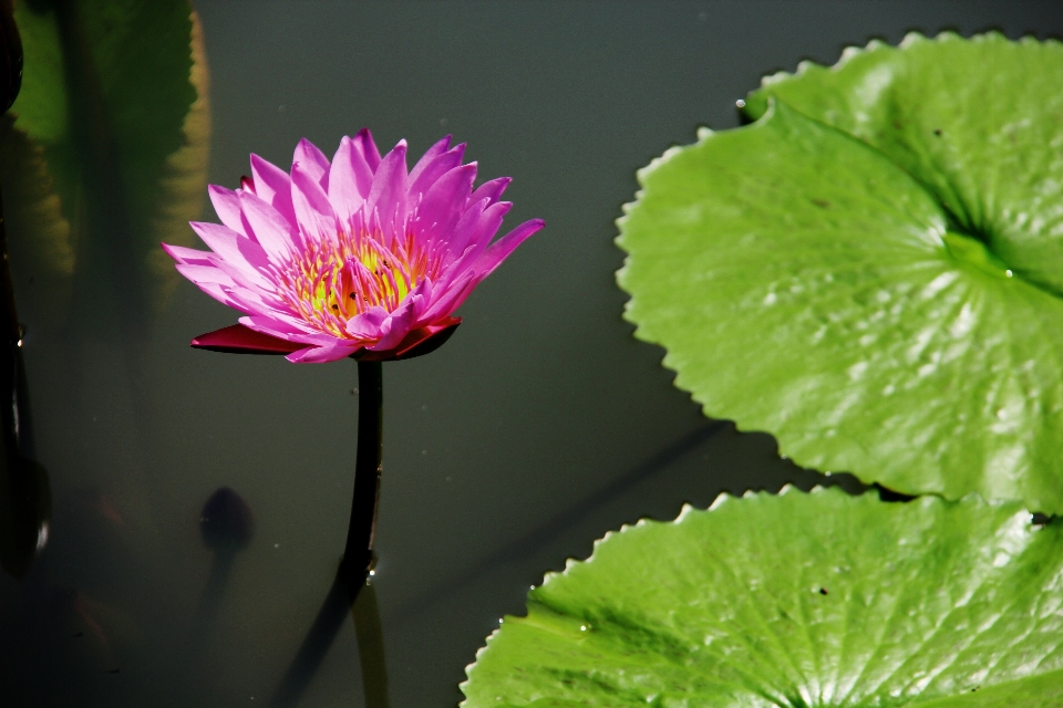 Acqua natura all'aperto fiore