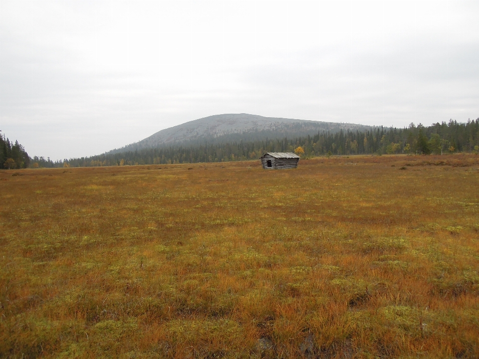 Landscape nature forest grass