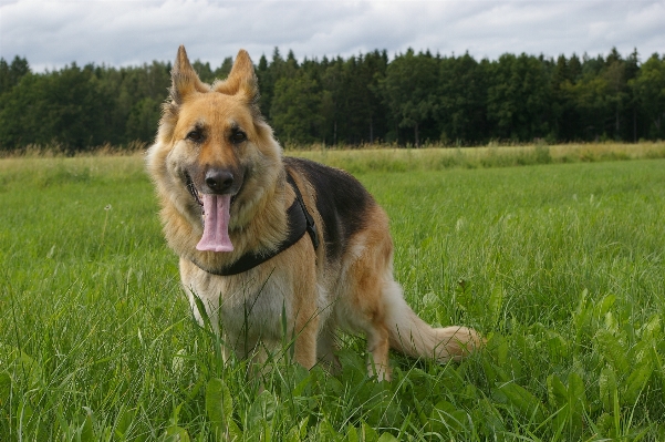 Foto Rumput halaman anjing pelatihan