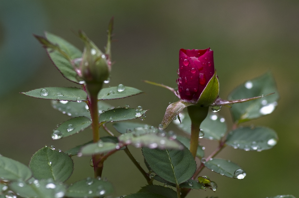 Nature bifurquer fleurir rosée