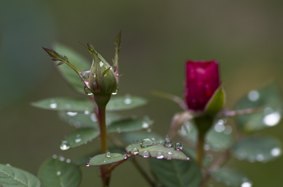 Nature bifurquer fleurir rosée