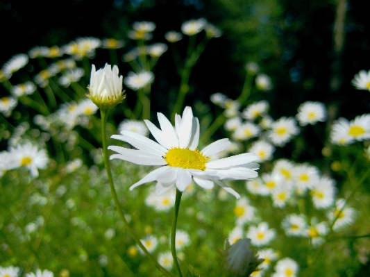 Landscape nature grass blossom Photo