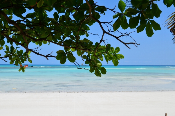 Beach sea coast tree Photo