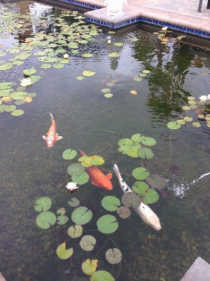 Water leaf flower pond Photo