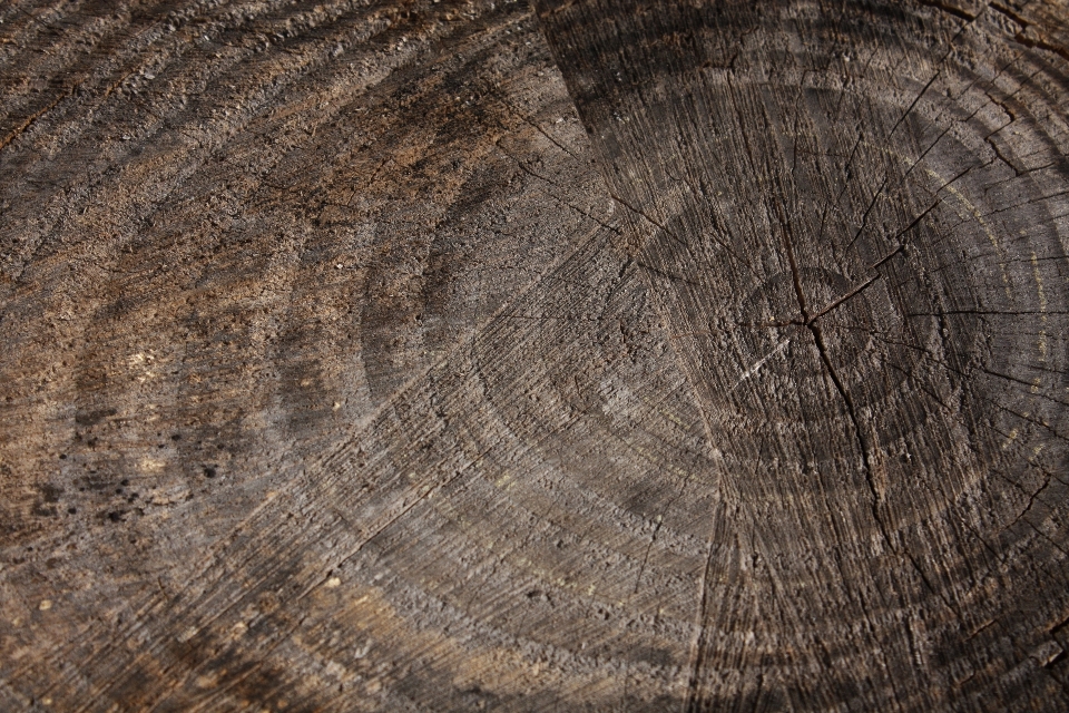 árbol madera textura hoja