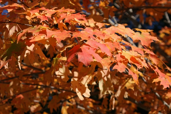 Tree nature forest branch Photo