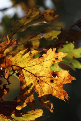 Tree nature forest branch Photo