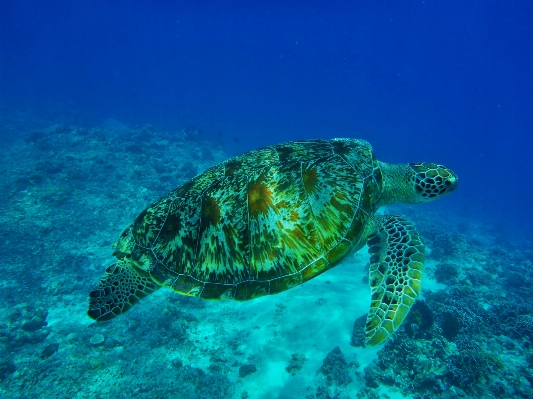 海 水 湖 旅行 照片