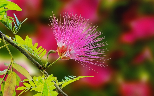 Nature blossom plant photography Photo