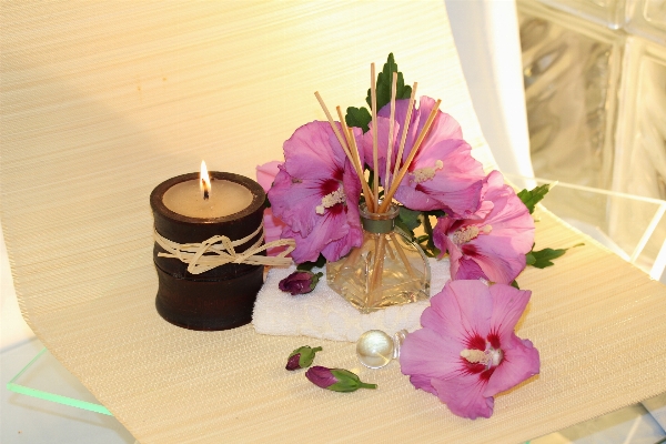 Blossom flower purple petal Photo