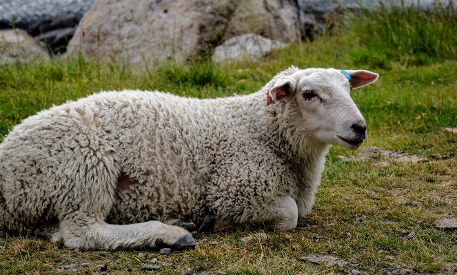 Nature grass outdoor farm Photo