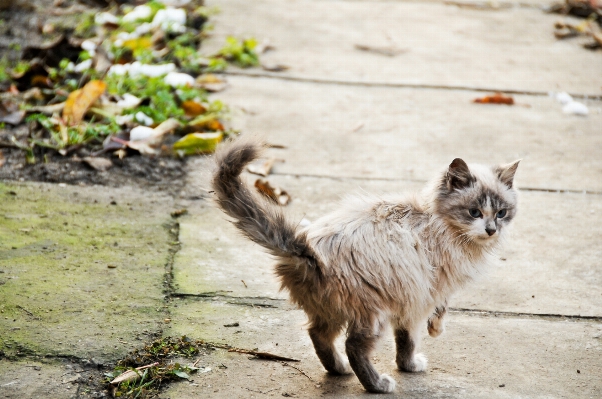 Foto Flor animais selvagens jardim zoológico gato