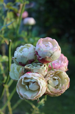 Branch blossom plant flower Photo