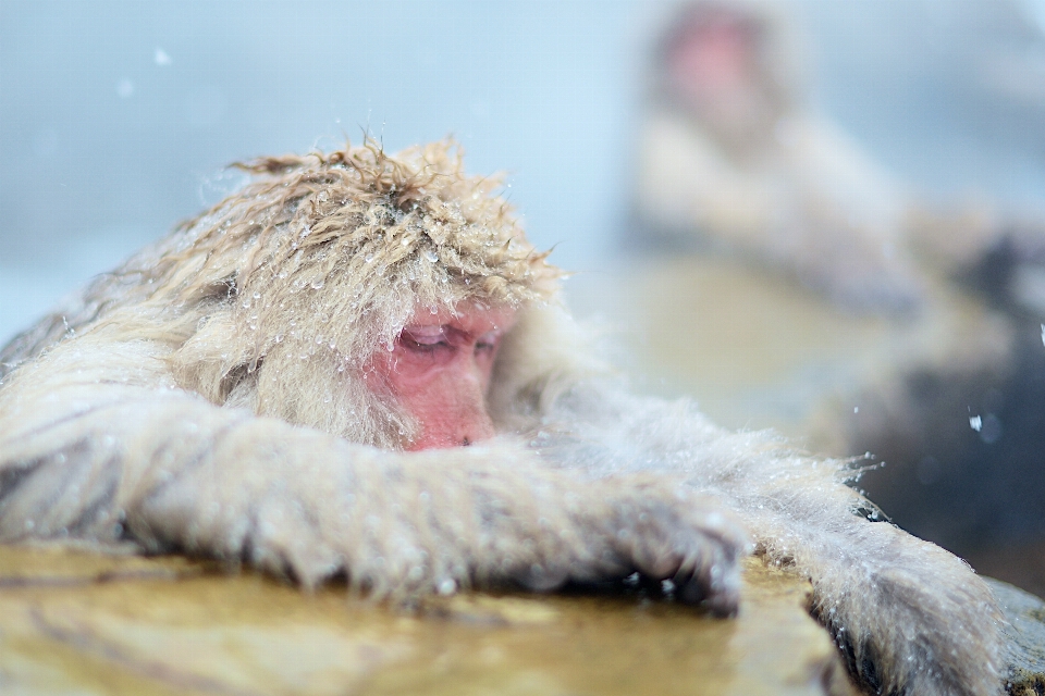 雪 寒い 冬 動物