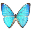 Butterfly Icon