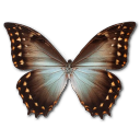 Butterfly Icon