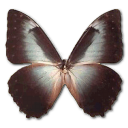 Butterfly Icon