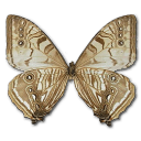 Butterfly Icon