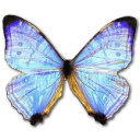 Butterfly Icon