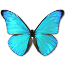 Butterfly Icon