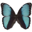 Butterfly Icon