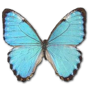 Butterfly Icon