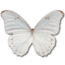 Schmetterling