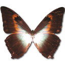 Butterfly Icon