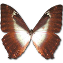 Butterfly Icon