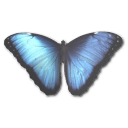 Butterfly Icon