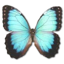 Butterfly Icon