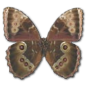 Butterfly Icon