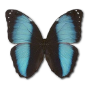 Butterfly Icon