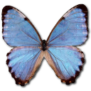 Butterfly Icon