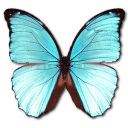 Butterfly Icon