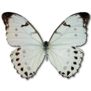 Butterfly Icon