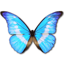 Butterfly Icon